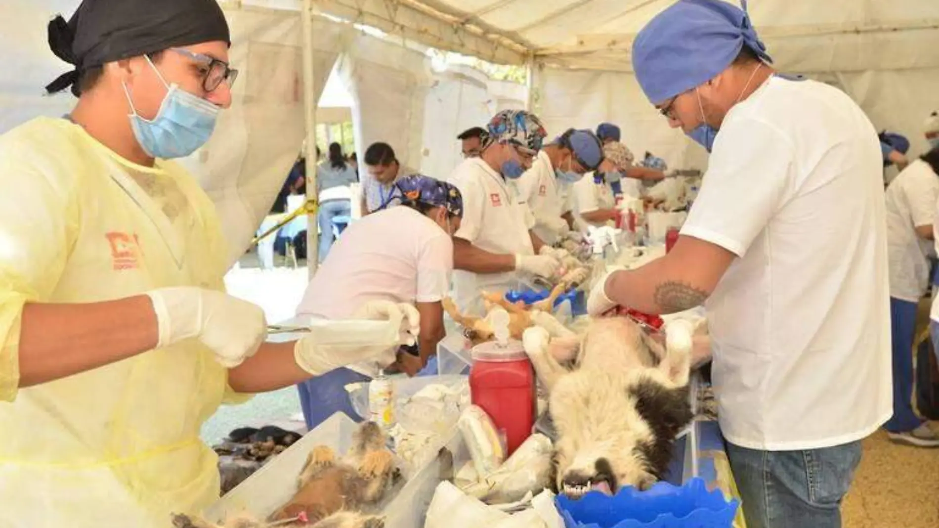 REGRESAN ESTERILIZACIONES CANINAS Y FELINAS EN MAYO 2